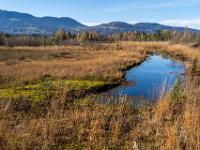 Offener Moorsee im grasigen Moorgelände